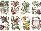 **NEW** Clementine - Transfer - 8 sheets 12"x 8"