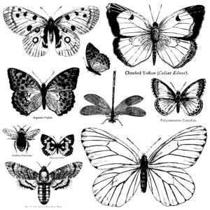 Butterflies - Stamp