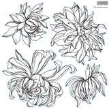 Crysanthemums - Stamp